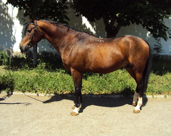 Pferd Putnik 2001 ox (Vollblutaraber, 2001, von Nougatin 1994 ox)