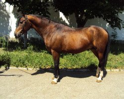 horse Putnik 2001 ox (Arabian thoroughbred, 2001, from Nougatin 1994 ox)