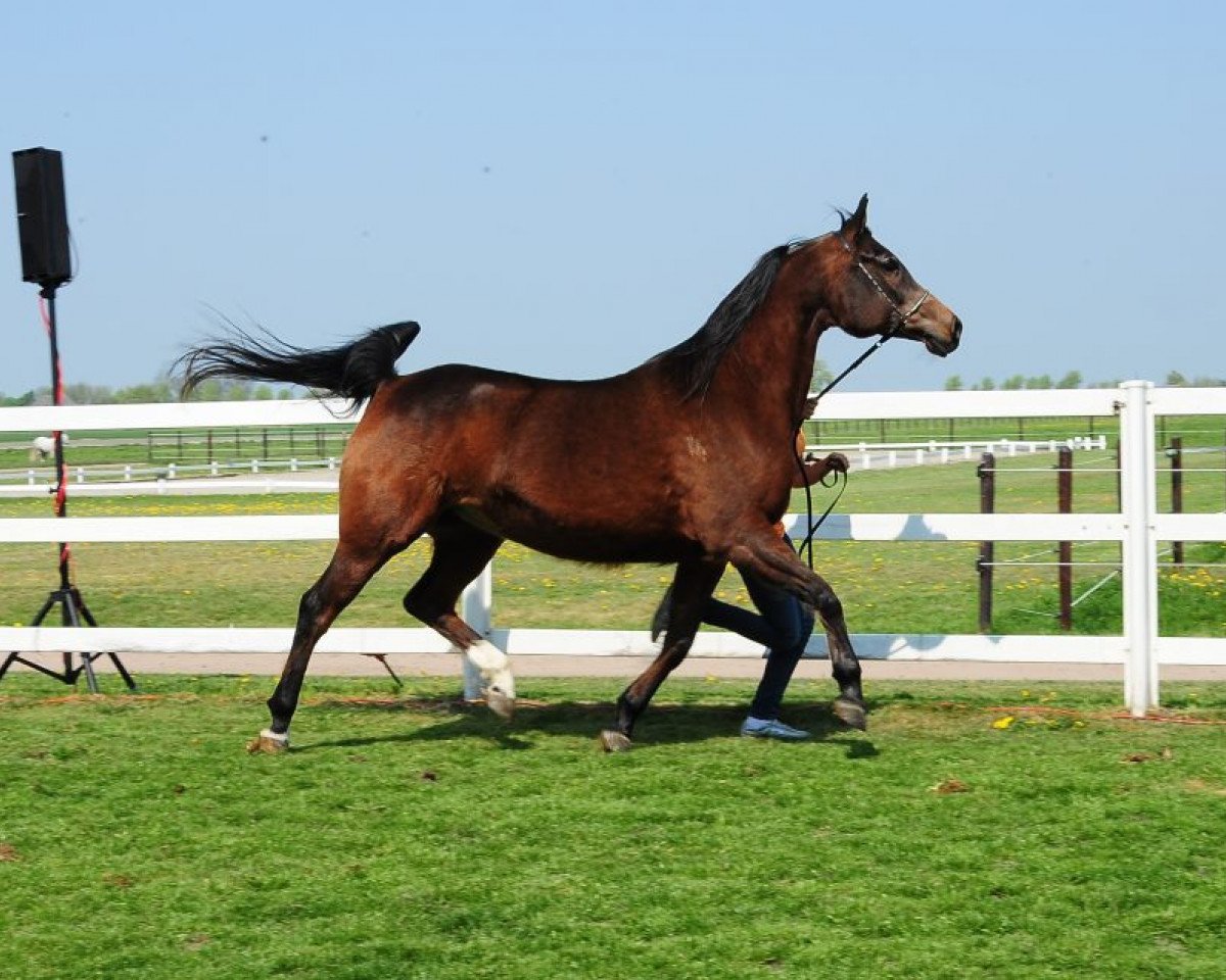 broodmare Podborka 2000 ox (Arabian purebred, 2000, from Balaton 1982 ox)