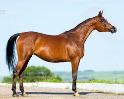 broodmare Pepilotta 2007 ox (Arabian thoroughbred, 2007, from Piligrim 1991 ox)