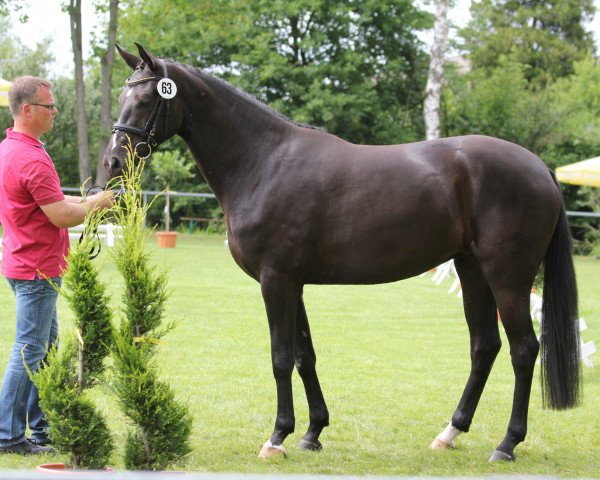 broodmare Stute von For Contest (Westphalian, 2011, from For Contest)