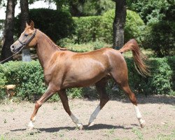 broodmare Pelopia 2008 ox (Arabian thoroughbred, 2008, from Piligrim 1991 ox)