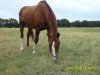 stallion Elite Champ (Mecklenburg, 1991, from Eiger I)