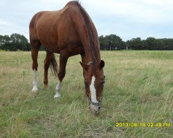 stallion Elite Champ (Mecklenburg, 1991, from Eiger I)