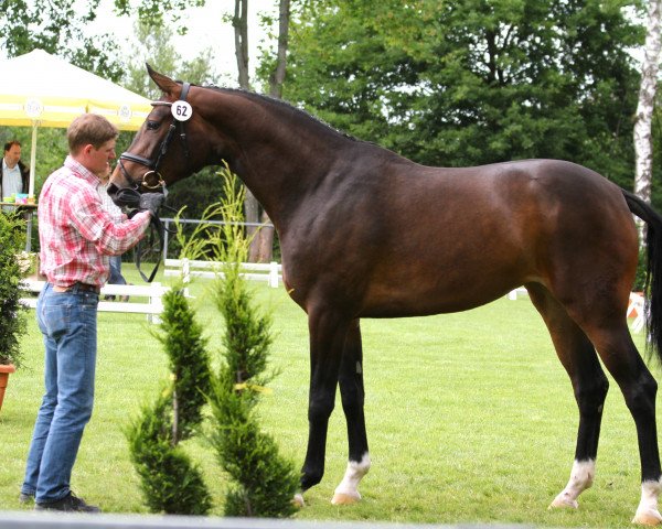 broodmare Bonita (German Sport Horse, 2011, from Blickpunkt 4)