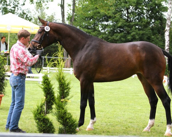 Zuchtstute Bonita (Deutsches Sportpferd, 2011, von Blickpunkt 4)