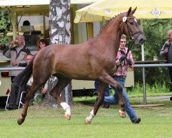 Zuchtstute Blueberry Hill (Westfale, 2011, von Boston)