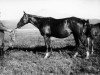 broodmare Belle et Bonne 1925 ox (Arabian thoroughbred, 1925, from Djebel 1906 ox)