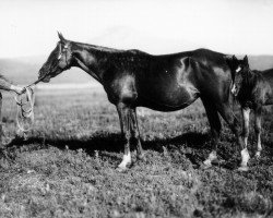 Zuchtstute Belle et Bonne 1925 ox (Vollblutaraber, 1925, von Djebel 1906 ox)