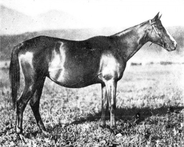 broodmare Carabine 1925 ox (Arabian thoroughbred, 1925, from Djebel 1906 ox)