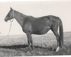 broodmare Dikarka 1930 ox (Arabian thoroughbred, 1930, from Denousté 1921 ox)