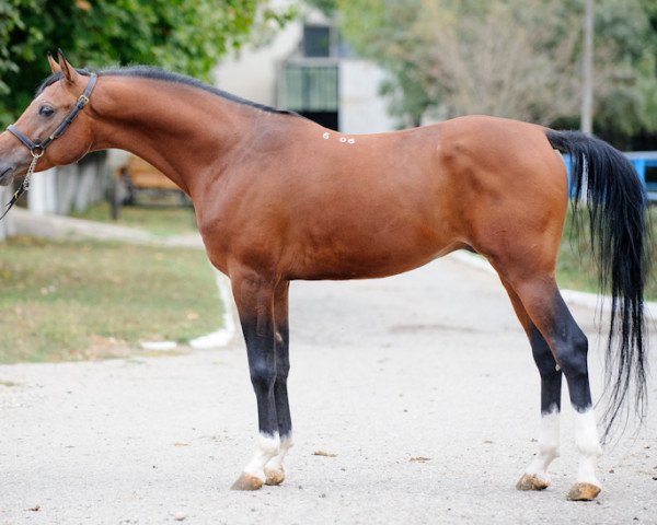 stallion Pretorianec 2006 ox (Arabian thoroughbred, 2006, from Aja Shakakhan 1999 ox)