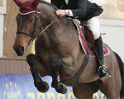 stallion No Limit Z (Zangersheide riding horse, 2005, from Nonstop)