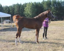 stallion Aperetiv (Arabian thoroughbred, 2006, from Pobeditel 1998 ox)