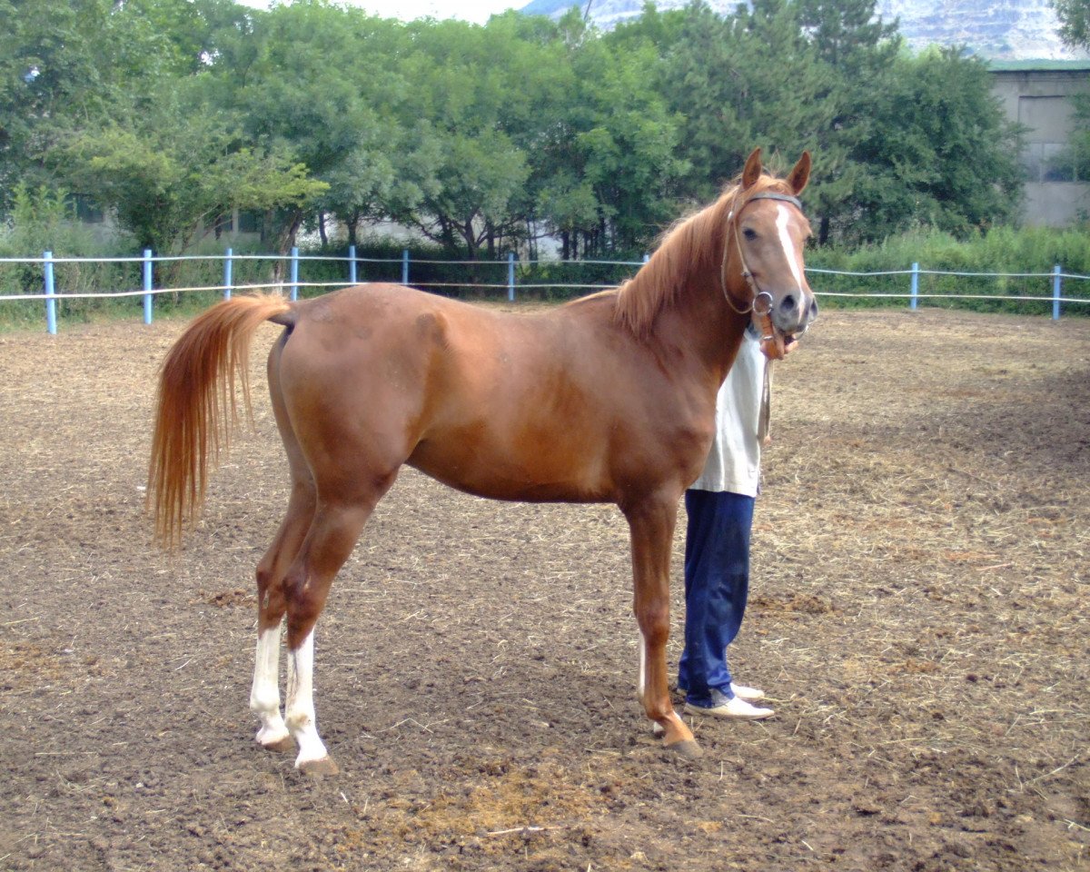 horse Nepobedimij 2006 ox (Arabian purebred, 2006, from Pobeditel 1998 ox)