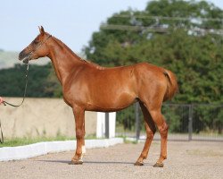 broodmare Neglinka 2002 ox (Arabian thoroughbred, 2002, from Gordon 1992 ox)