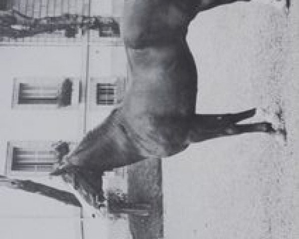 stallion Ourour 1947 ox (Arabian thoroughbred, 1947, from Duc II 1932 ox)