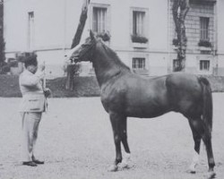 stallion Ourour 1947 ox (Arabian thoroughbred, 1947, from Duc II 1932 ox)