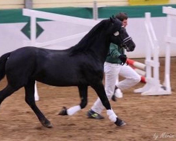 Pferd Hoeliwr Touch the Sky (Welsh-Cob (Sek. D), 2010, von Menai The Rector)