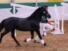 horse Hoeliwr Touch the Sky (Welsh-Cob (Sek. D), 2010, from Menai The Rector)