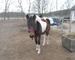 broodmare Malou (Pinto / Small Riding Horse, 2013, from Alswin)