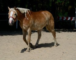 Pferd Air (Haflinger, 2008, von Aron van Kashmir)