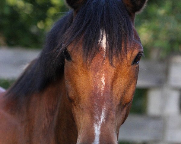 dressage horse Gharim El Amoun (62,5% ox) (Arabo-Haflinger, 1993, from Gharib ben Lancer ox)