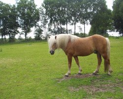 horse Hudson (Haflinger, 2000, from Humbold (1,57% ox))