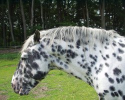 dressage horse Anton (Knabstrupper, 1999, from PrH Baron aus der schützenden Hand)