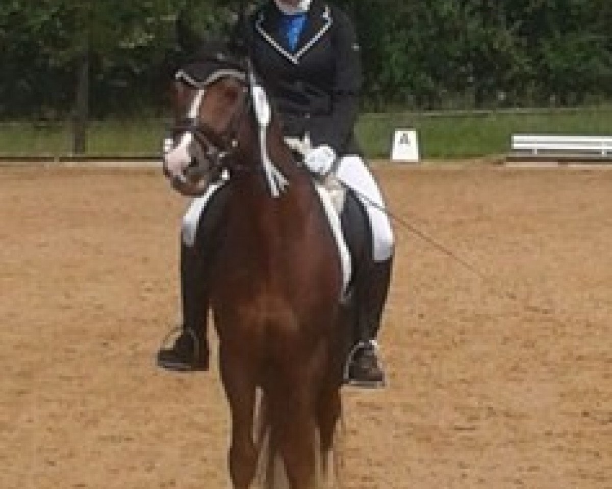 Dressurpferd Champy's Luck (Deutsches Reitpony, 2009, von Top Champy)