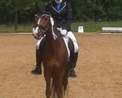 dressage horse Champy's Luck (German Riding Pony, 2009, from Top Champy)