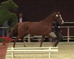 Dressurpferd Calimba de Luna (Deutsches Reitpony, 2011, von FS Champion de Luxe)