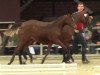 broodmare Die Prinzessin Lillifee (German Riding Pony, 2014, from Dimension AT NRW)