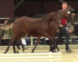 broodmare Die Prinzessin Lillifee (German Riding Pony, 2014, from Dimension AT NRW)