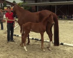 dressage horse Franz Ferdinand 32 (Westphalian, 2014, from Franziskus FRH)