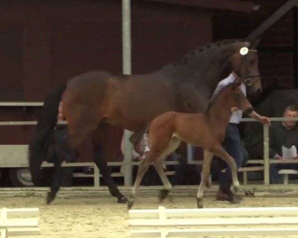 dressage horse Frascati (Westphalian, 2014, from Franziskus FRH)