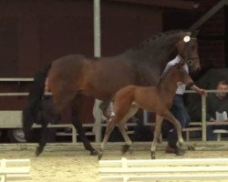 dressage horse Frascati (Westphalian, 2014, from Franziskus FRH)