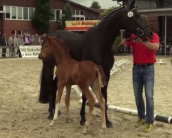 broodmare Everlys Symphony (Westphalian, 2014, from Enzo Ferrari)