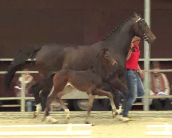 Zuchtstute Rocket Girl (Westfale, 2014, von Rock Forever NRW)