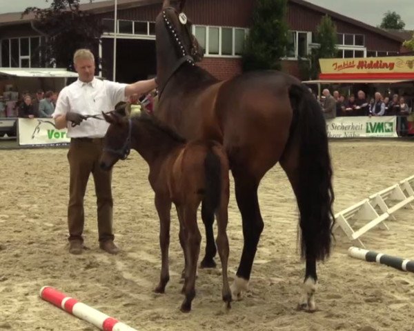 dressage horse Faye 36 (Westphalian, 2014, from Franziskus FRH)