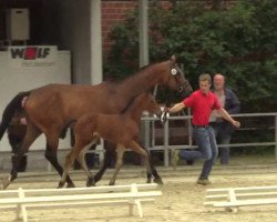 dressage horse Hengst von Franziskus (Westphalian, 2014, from Franziskus FRH)