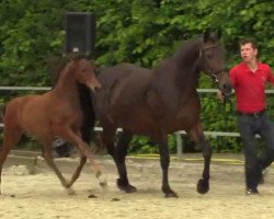 dressage horse Hengst von Franziskus (Westphalian, 2014, from Franziskus FRH)