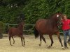 dressage horse Rock Feel (Westphalian, 2014, from Rock Forever NRW)