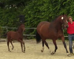 dressage horse Rock Feel (Westphalian, 2014, from Rock Forever NRW)