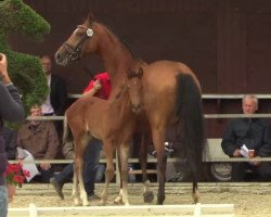 dressage horse Rockhampton (Westphalian, 2014, from Rock Forever NRW)