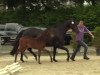 dressage horse Rocking Arabella (Westphalian, 2014, from Rock Forever NRW)