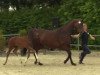 dressage horse Hengst von Franziskus x Luanga - Lanciano (Westphalian, 2014, from Franziskus FRH)