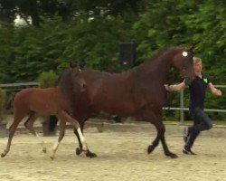 dressage horse Hengst von Franziskus x Luanga - Lanciano (Westphalian, 2014, from Franziskus FRH)