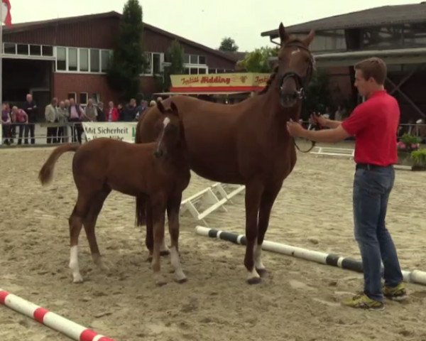 dressage horse Fränzchen (Westphalian, 2014, from Franziskus FRH)
