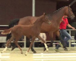 dressage horse Fräulein Smilla 39 (Westphalian, 2014, from Franziskus FRH)